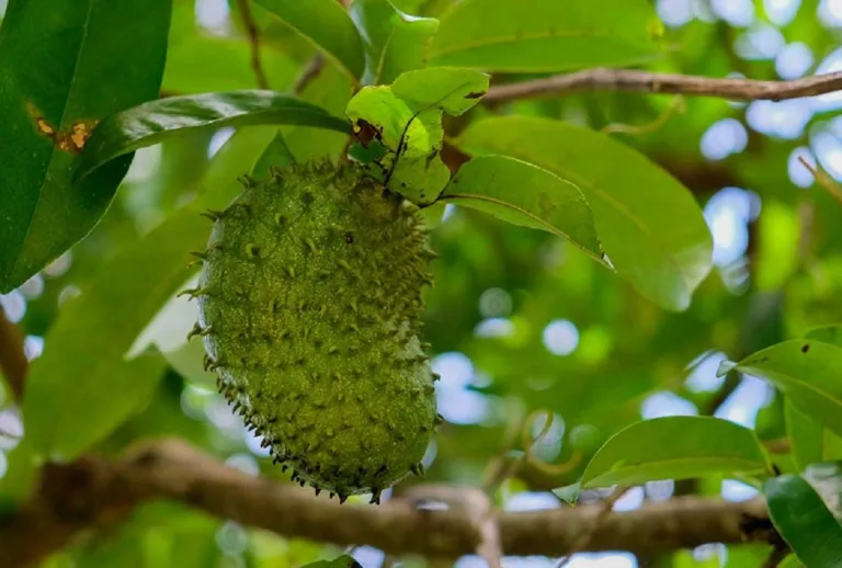 Buah Sirsak