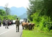 Satpol PP dan WH Aceh Besar Bersama Tim Gabungan Usir Ternak Liar di Jalan Banda Aceh-Meulaboh