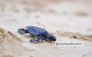 IMG-20260123-WA0028 IMG-20260123-WA0028