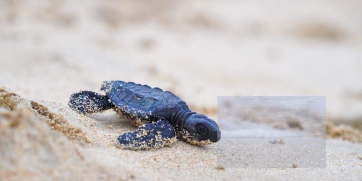 ​Ratusan Warga Lepasliarkan 90 Tukik Penyu Lekang di Pantai Lampuuk