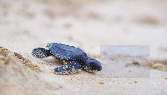 ​Ratusan Warga Lepasliarkan 90 Tukik Penyu Lekang di Pantai Lampuuk