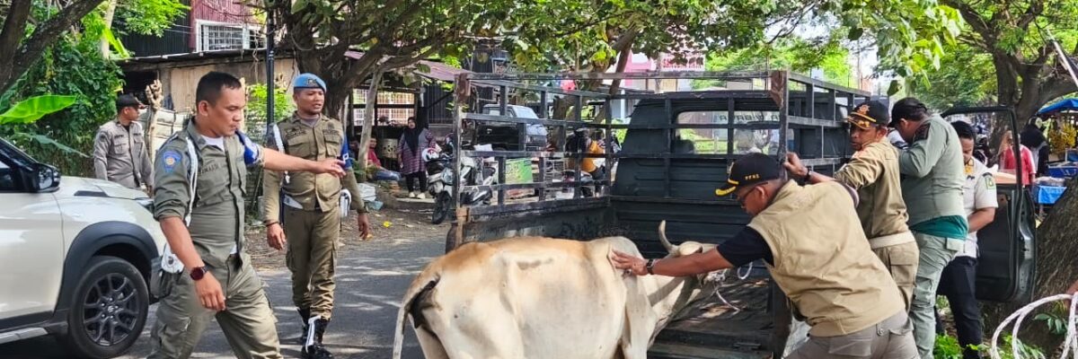 5 Sapi Berkeliaran Diamankan di Ingin Jaya