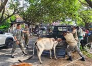 5 Sapi Berkeliaran Diamankan di Ingin Jaya