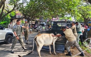 5 Sapi Berkeliaran Diamankan di Ingin Jaya
