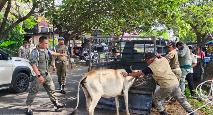 5 Sapi Berkeliaran Diamankan di Ingin Jaya
