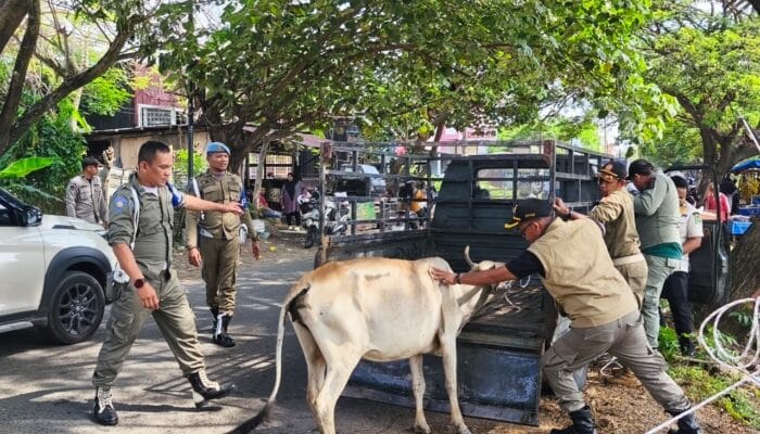 5 Sapi Berkeliaran Diamankan di Ingin Jaya