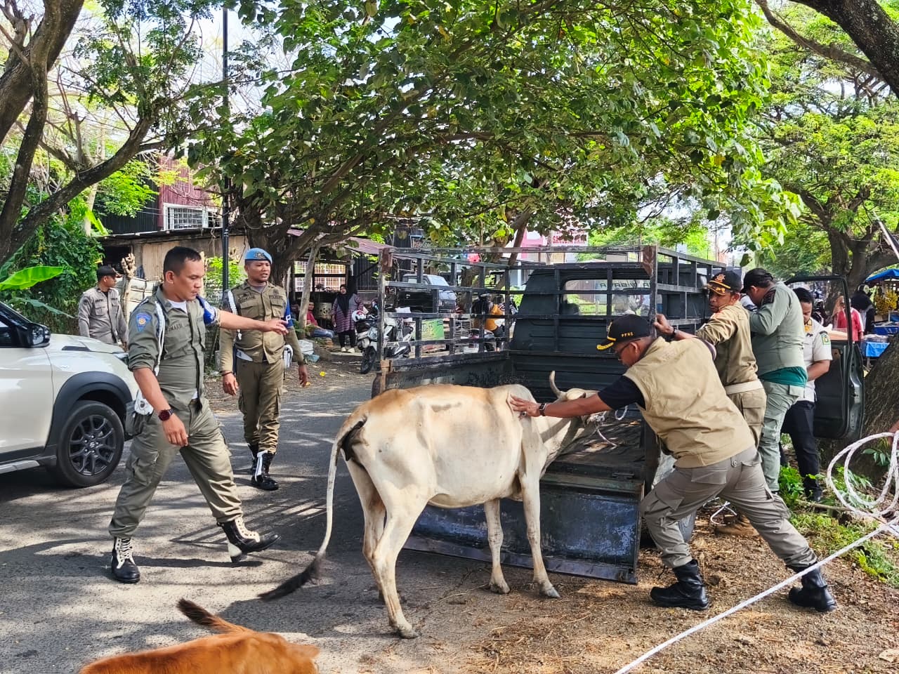 Satpol PP Aceh Besar amankan 5 sapi berkeliaran di Ingin Jaya