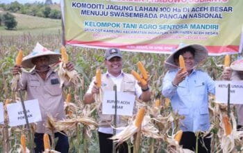 Panen Raya Jagung 100 Hektar di Indrapuri: Dorong Swasembada Pangan Nasional 2026
