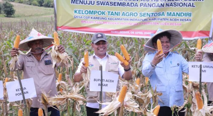 Panen Raya Jagung 100 Hektar di Indrapuri: Dorong Swasembada Pangan Nasional 2026