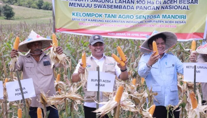 Panen Raya Jagung 100 Hektar di Indrapuri: Dorong Swasembada Pangan Nasional 2026