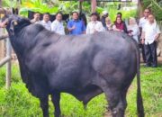 Sapi Kurban Presiden Prabowo di Banda Aceh