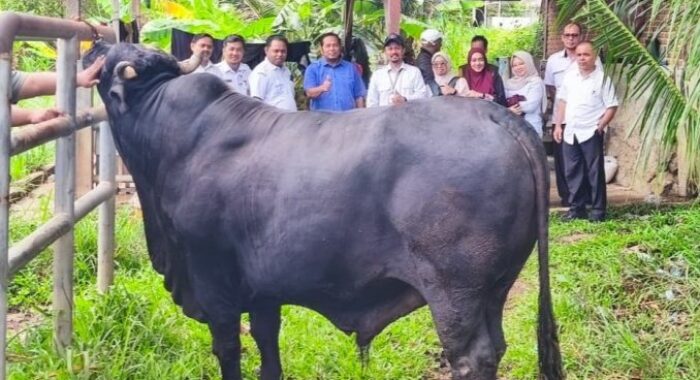 Sapi Kurban Presiden Prabowo, Hampir 1 Ton untuk Warga Banda Aceh