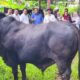 Sapi Kurban Presiden Prabowo di Banda Aceh