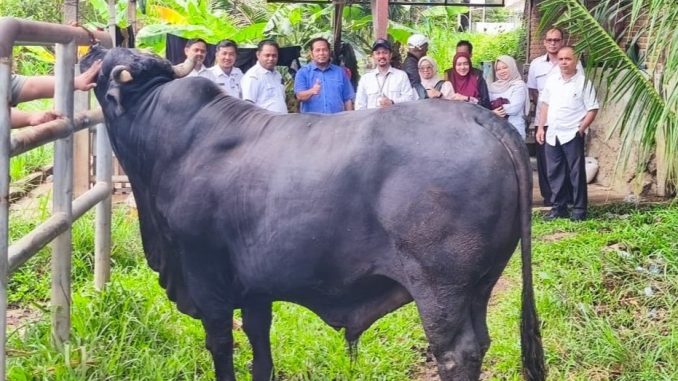 Sapi Kurban Presiden Prabowo di Banda Aceh